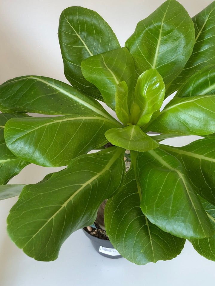 Brighamia Insignis Hawaiian Palm