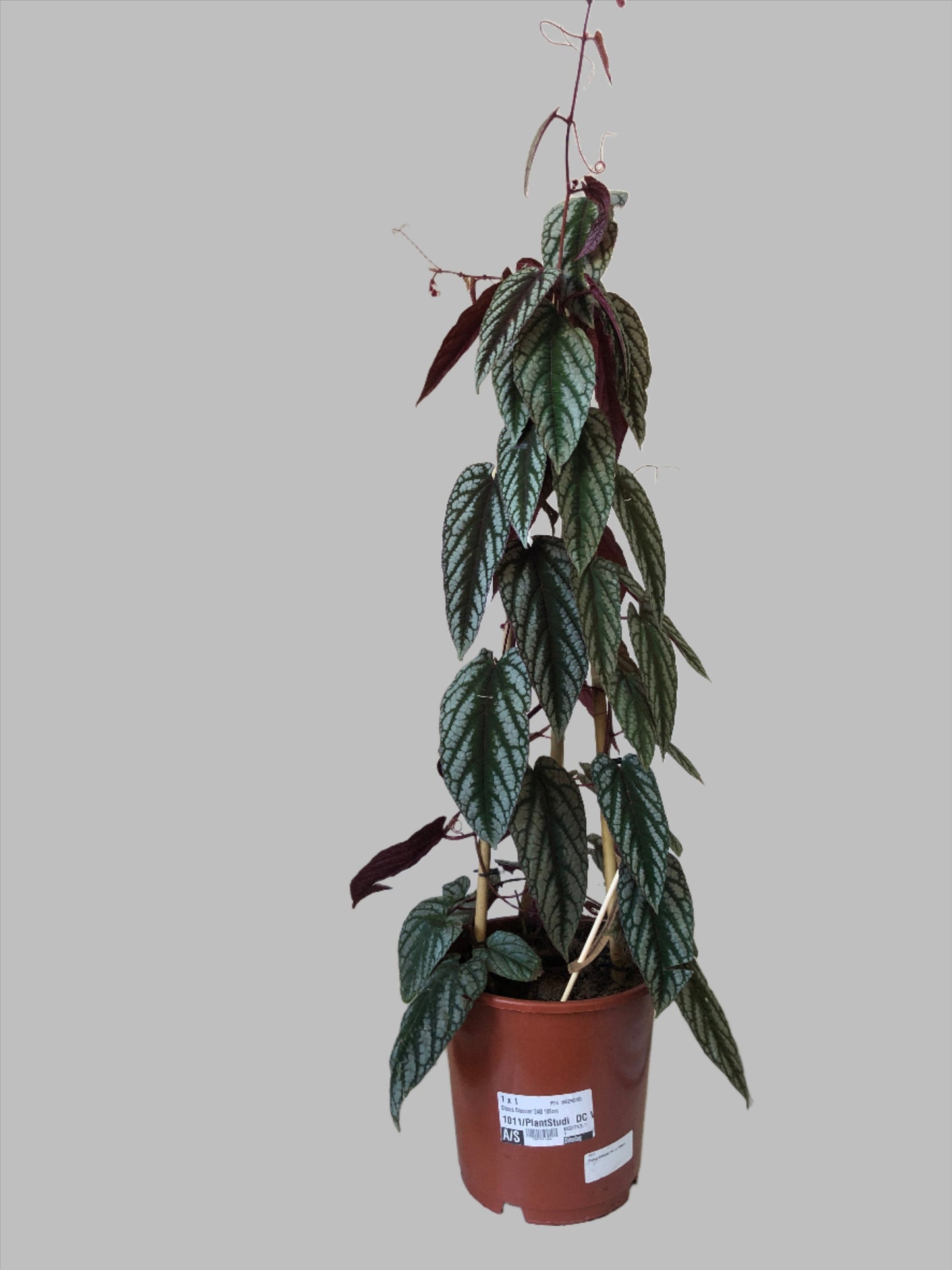 Cissus Discolor - Rex Begonia Vine