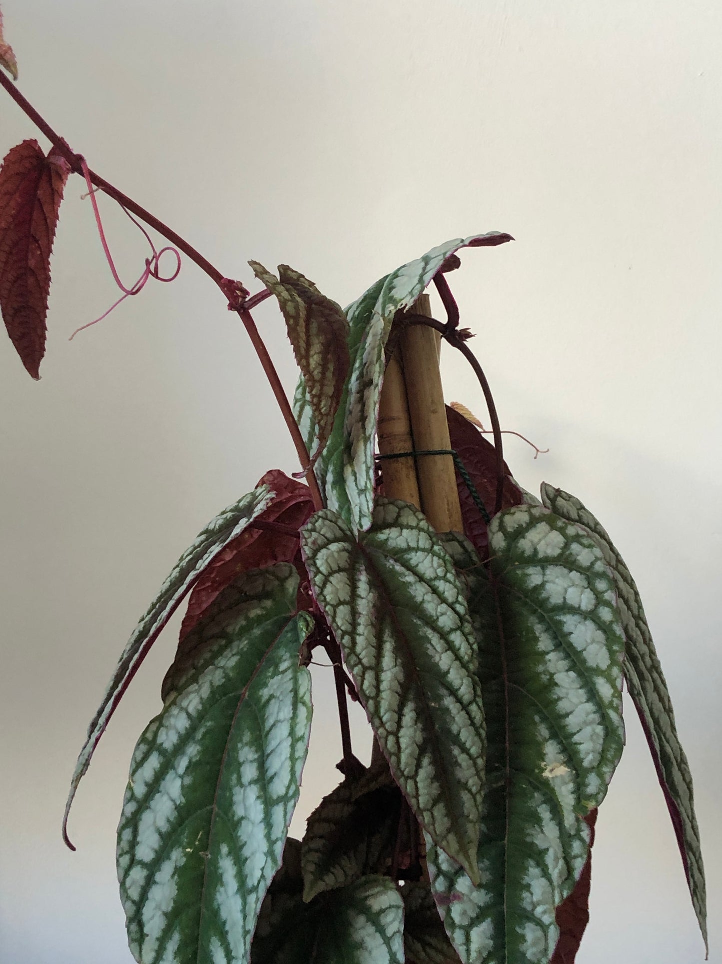 Cissus Discolor - Rex Begonia Vine