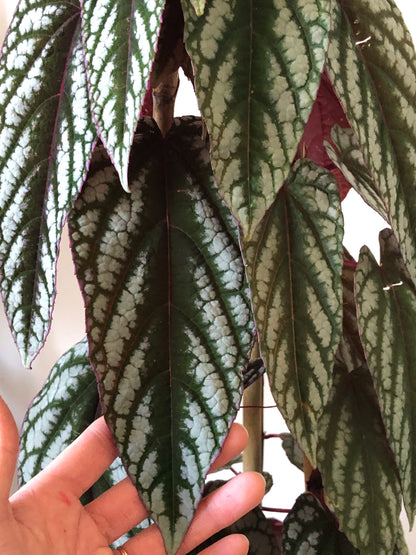 Cissus Discolor - Rex Begonia Vine