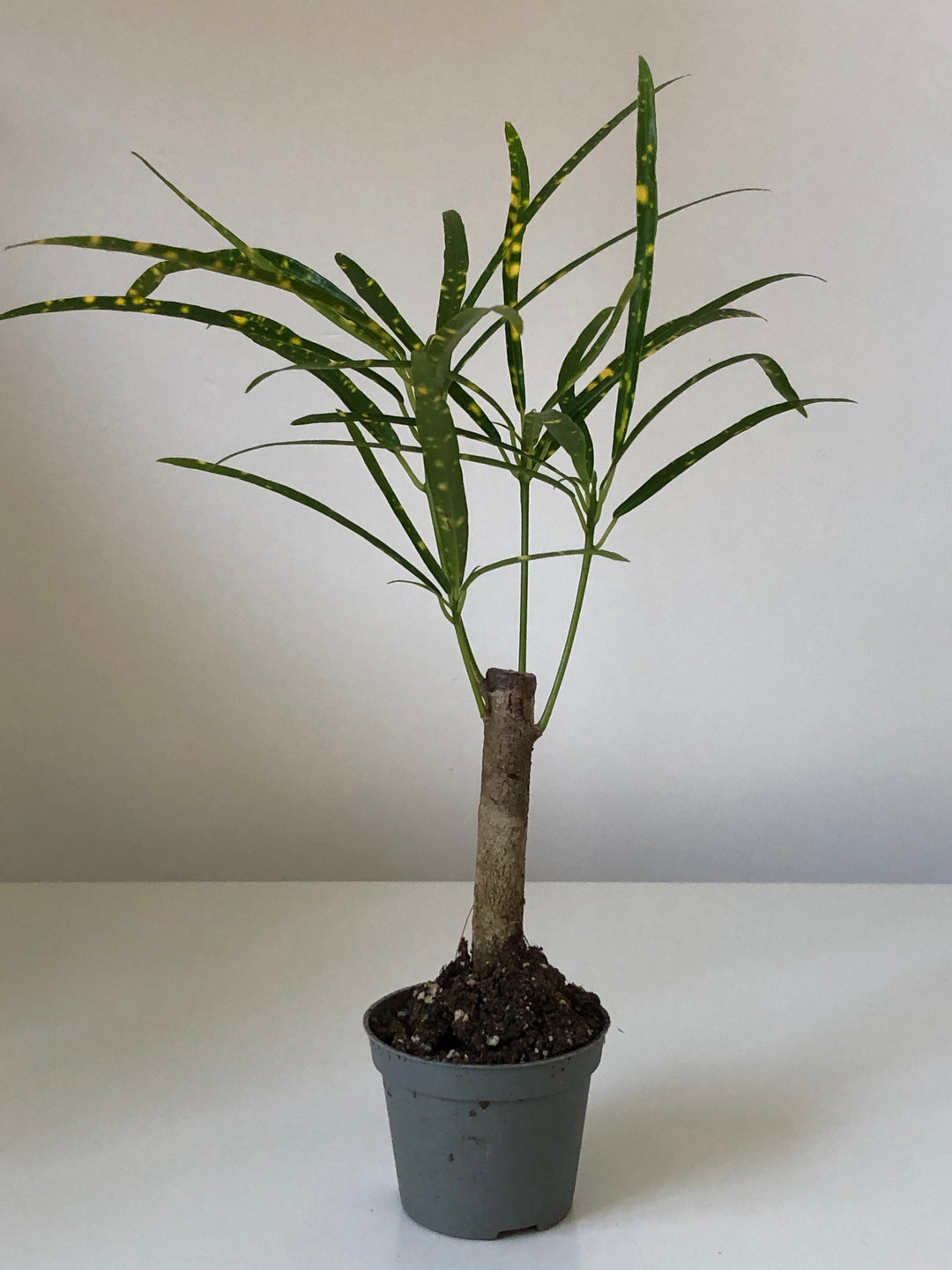 Codiaeum Pictum - Croton