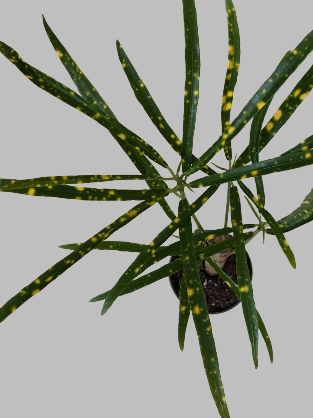 Codiaeum Pictum - Croton