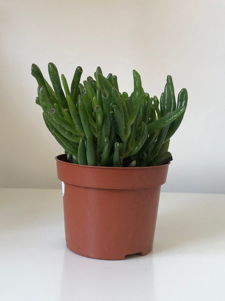 Crassula ovata - Gollum - Horn tree - Trumpet Jade