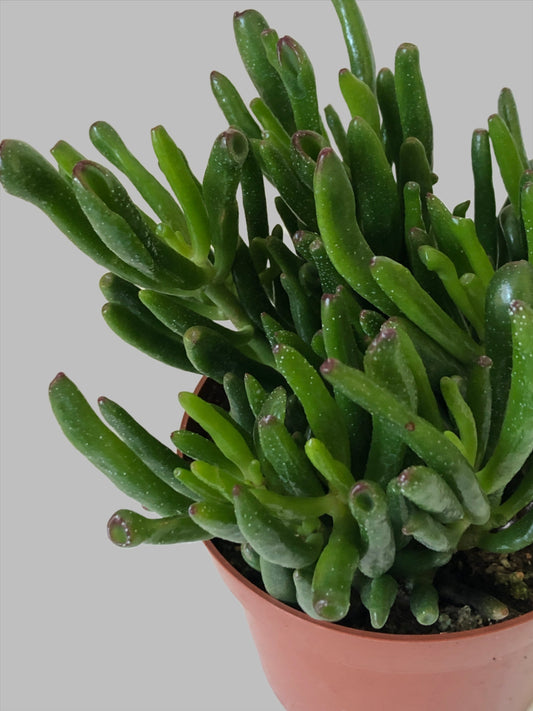 Crassula ovata - Gollum - Horn tree - Trumpet Jade