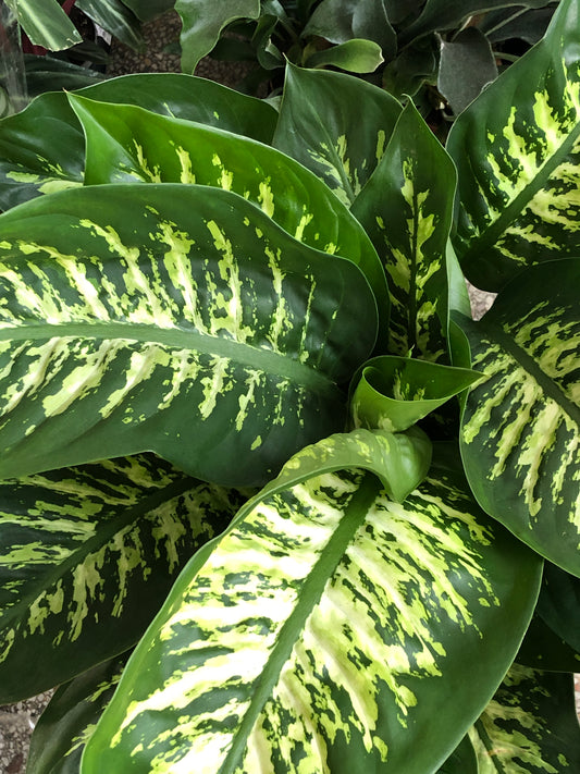 Dieffenbachia Reeva - Dumb Cane