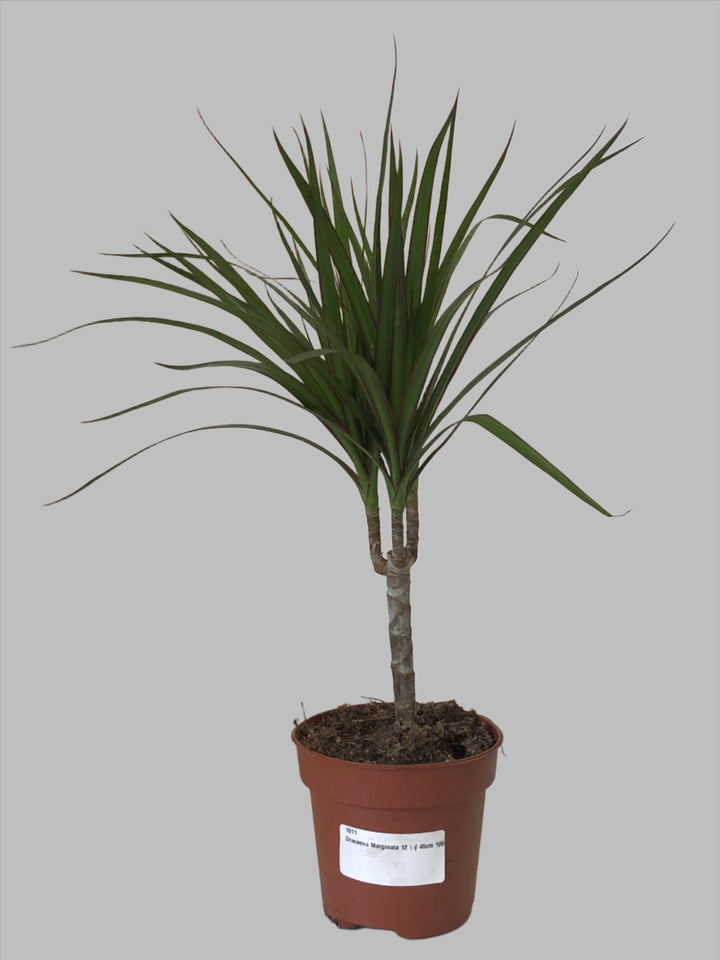 Dracaena marginata 'Magenta' - Dragon Tree