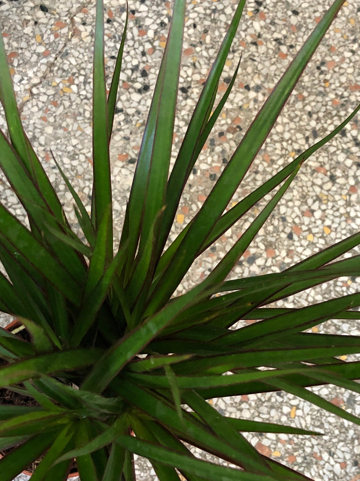 Dracaena marginata 'Magenta' - Dragon Tree