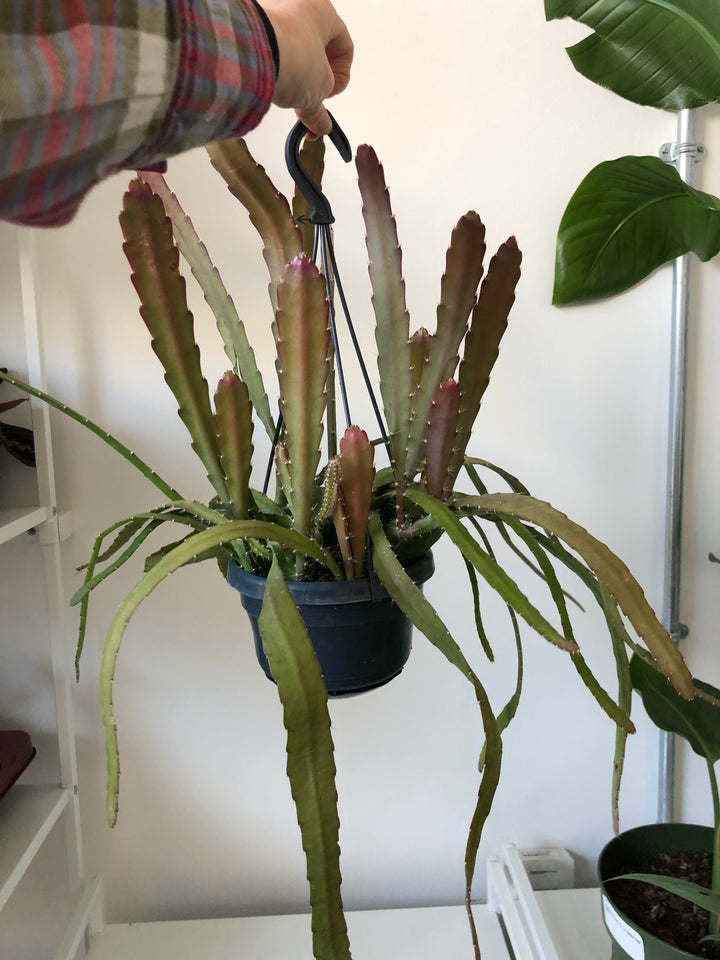 Epiphyllum 'Red Tip' - Orchid Cactus