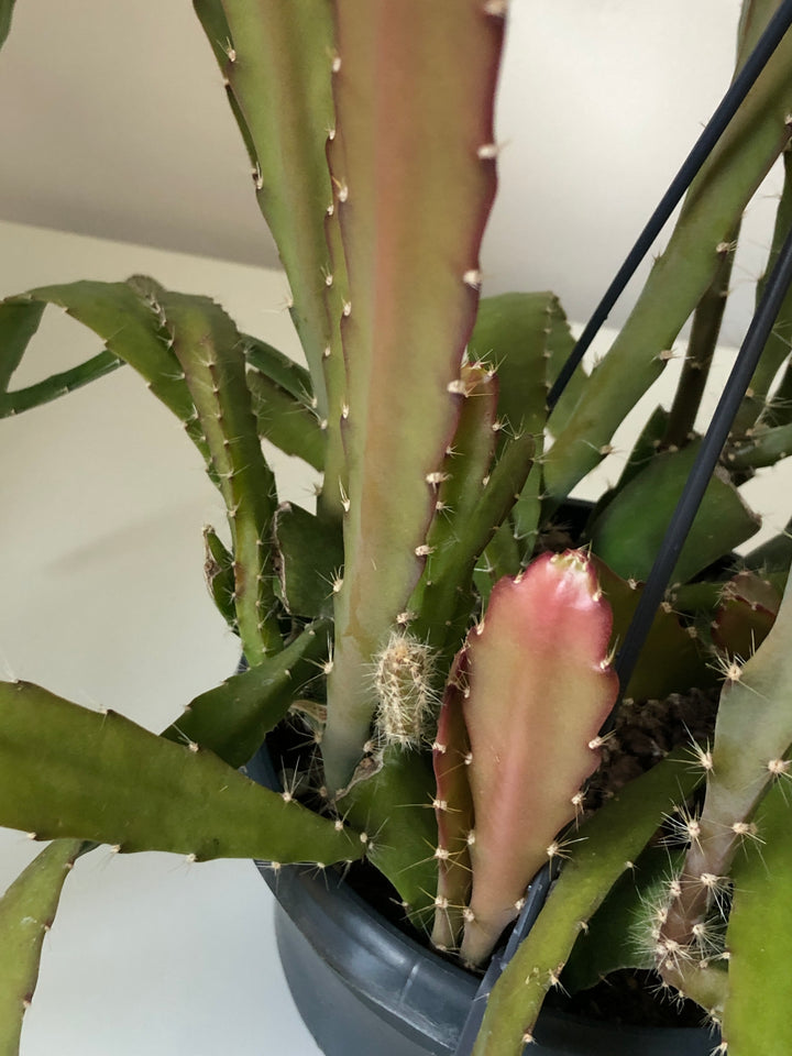 Epiphyllum 'Red Tip' - Orchid Cactus