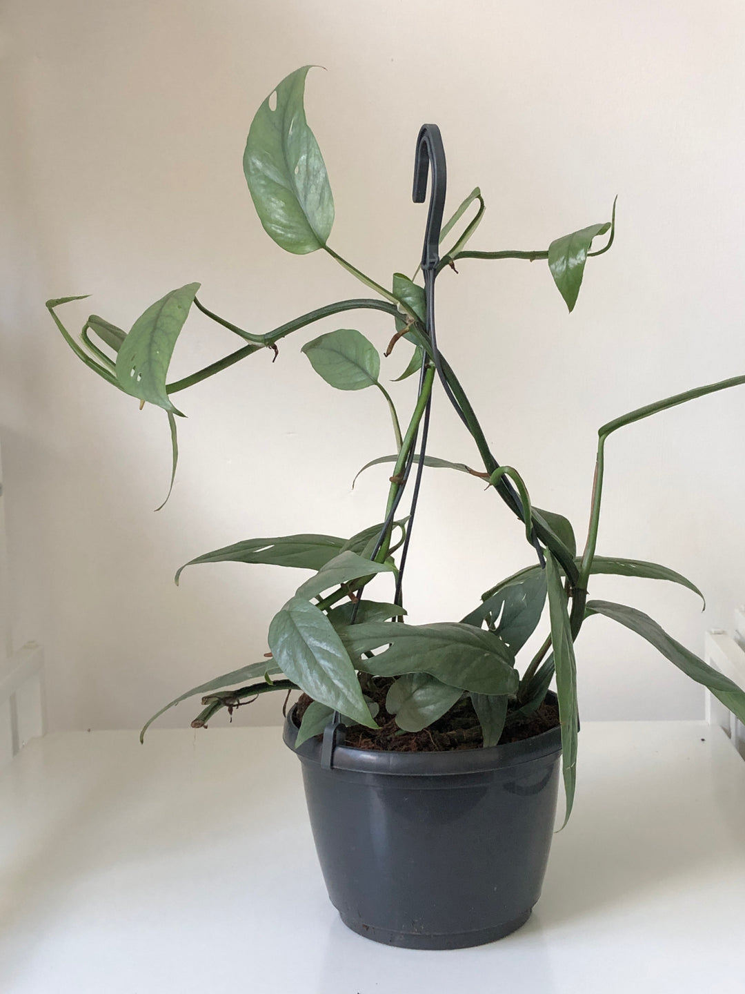 Epipremnum pinnatum Cebu Blue