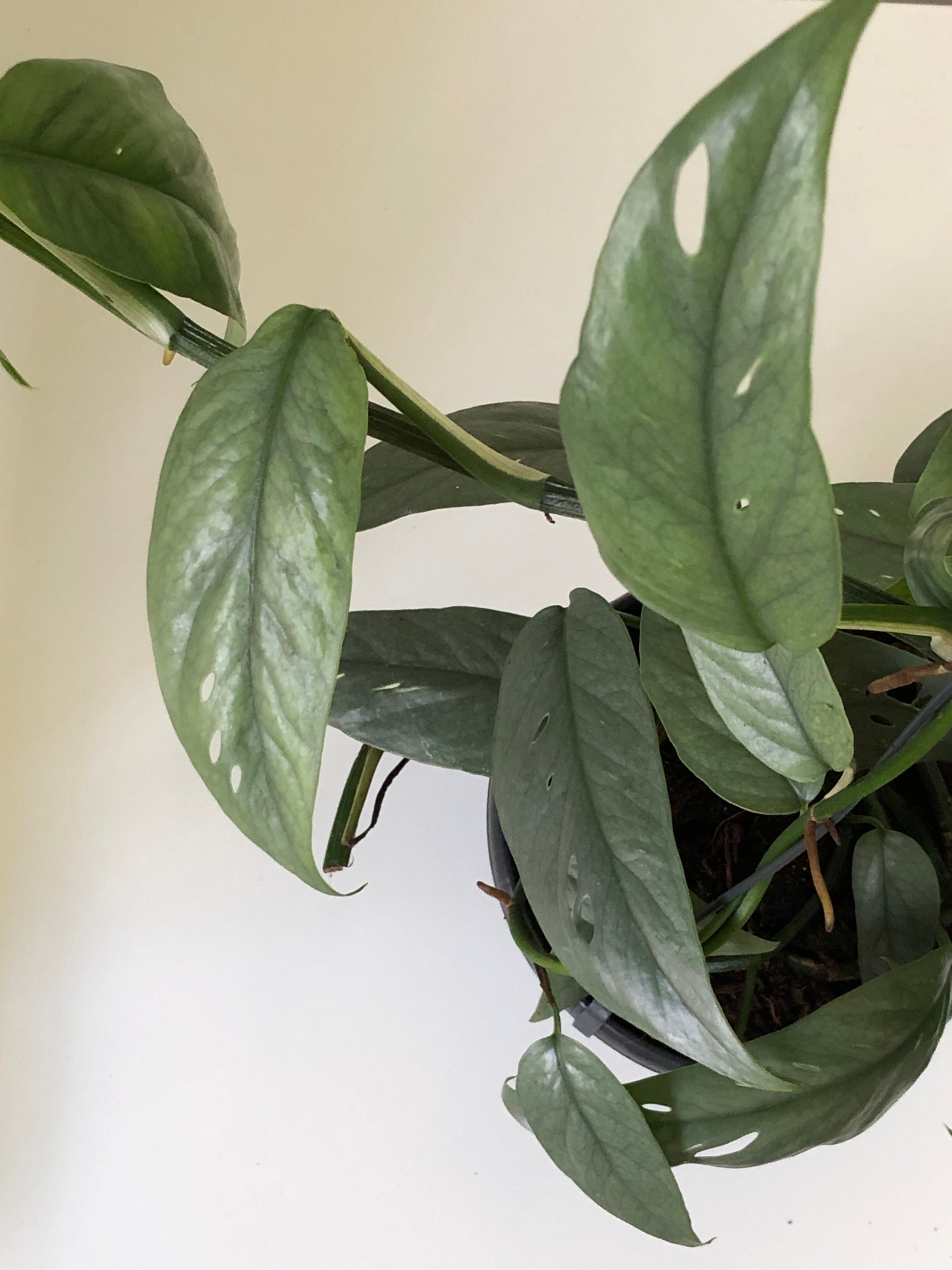 Houseplants