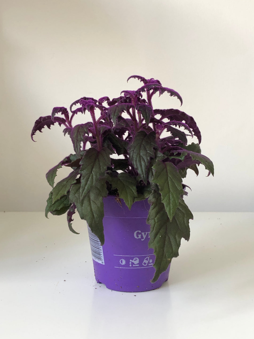 purple passion indoor plant Purple Passion Plant – Gynura aurantiaca