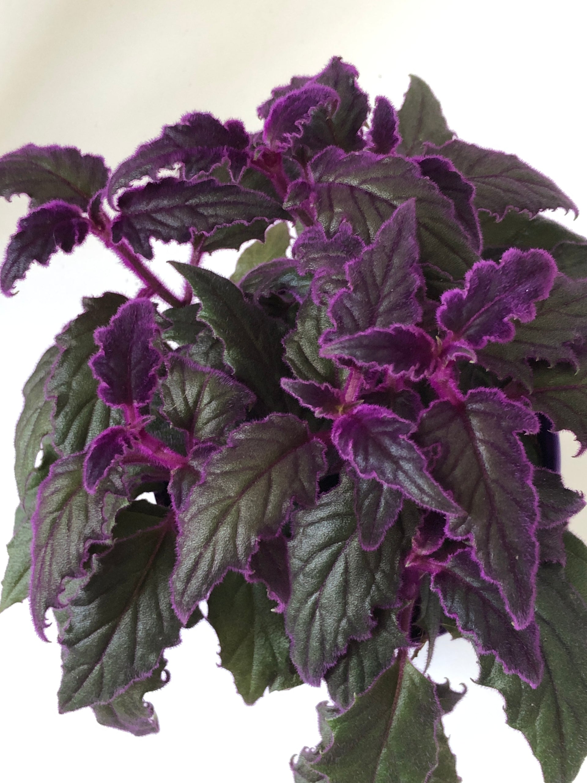 purple passion plant indoor care Purple Passion Plant – Gynura aurantiaca