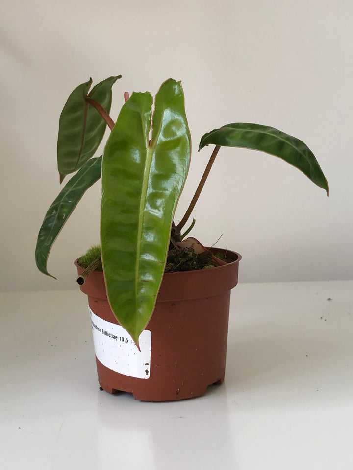 Philodendron Billietiae