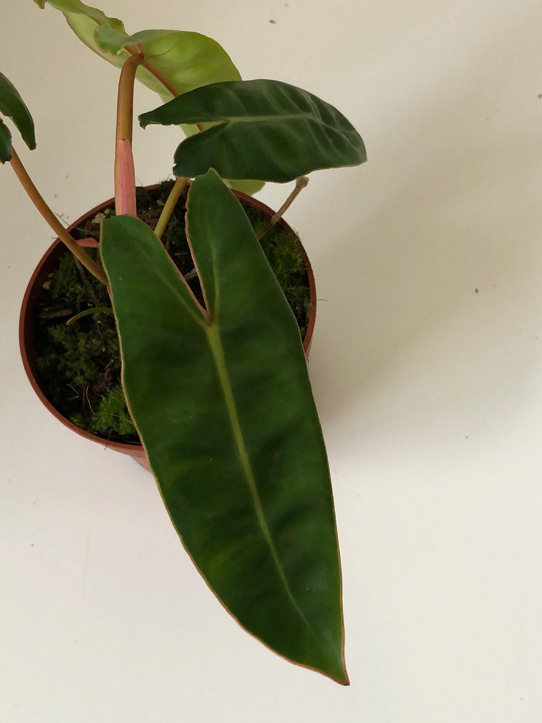 Philodendron Billietiae