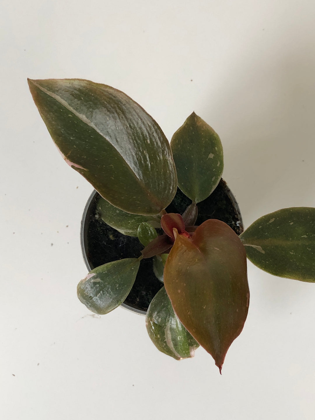 Philodendron Pink Princess