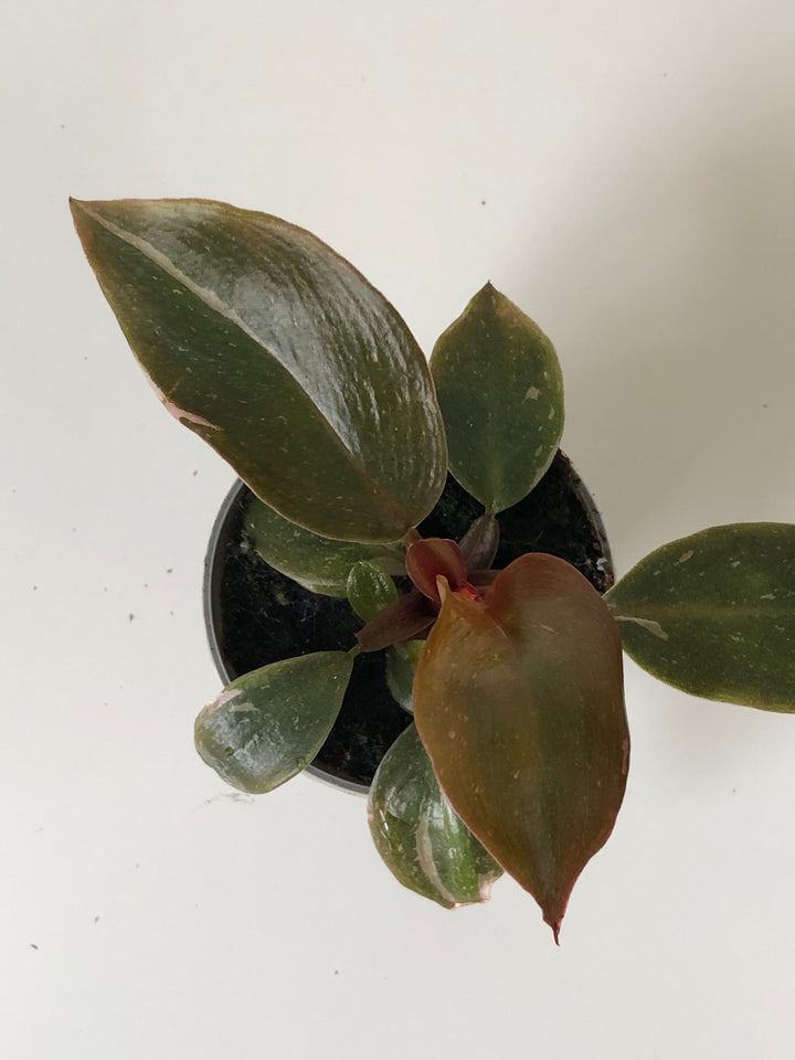 Philodendron Pink Princess