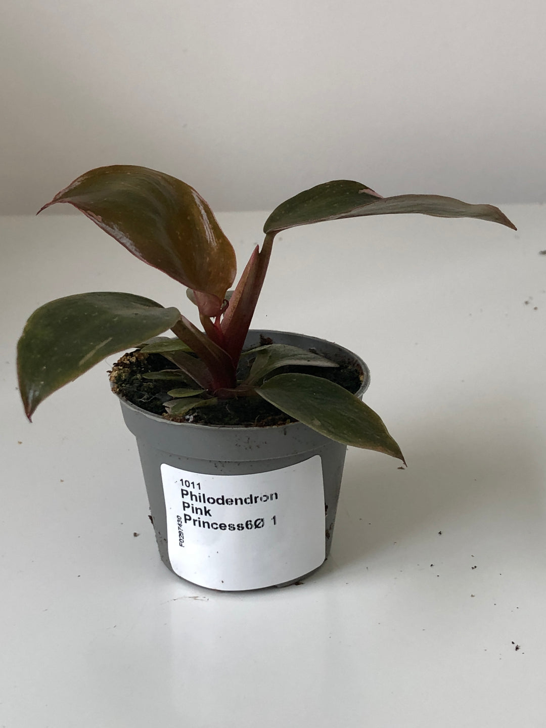 Philodendron Pink Princess