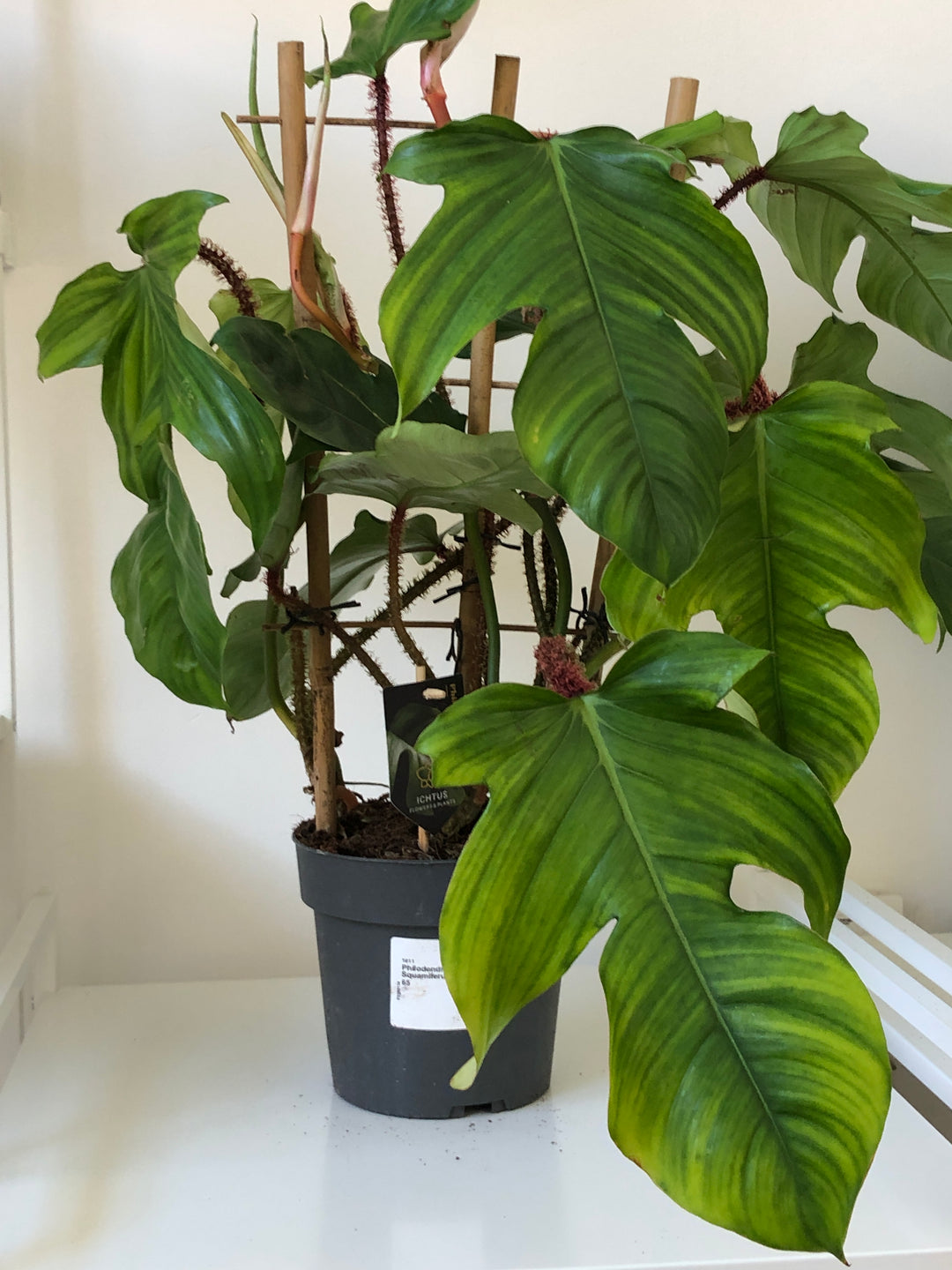 Philodendron Squamiferum