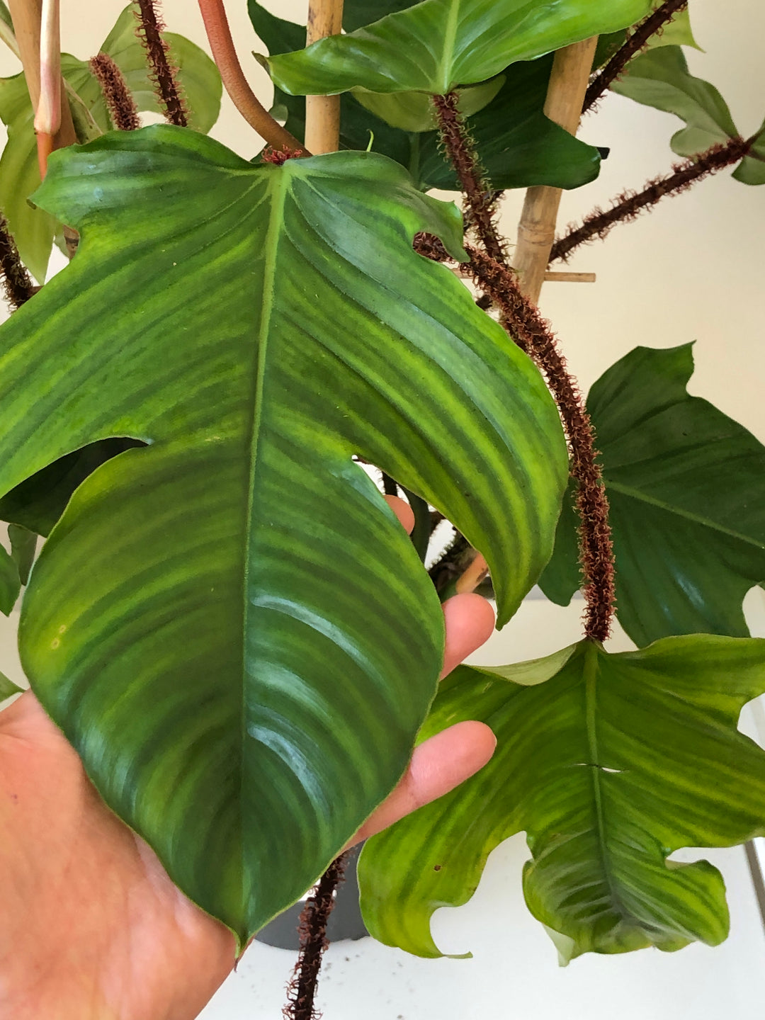 Philodendron Squamiferum
