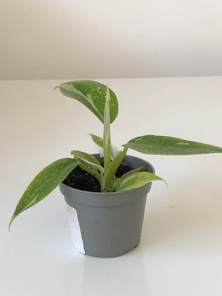 Philodendron White Princess