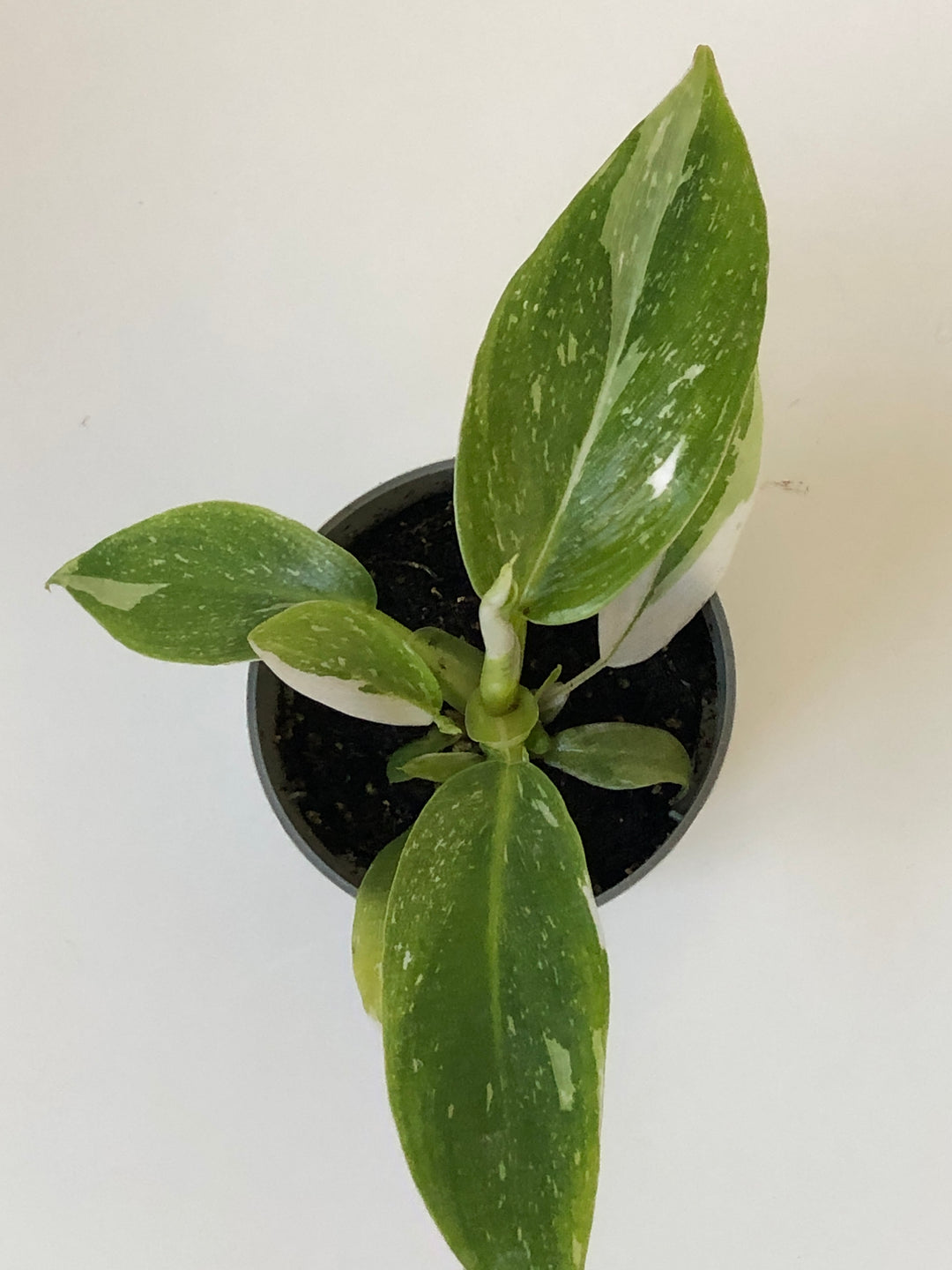 Philodendron White Princess