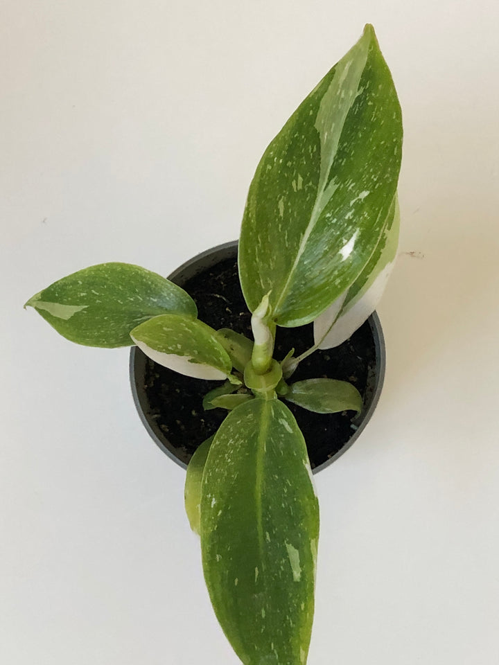 Philodendron White Princess