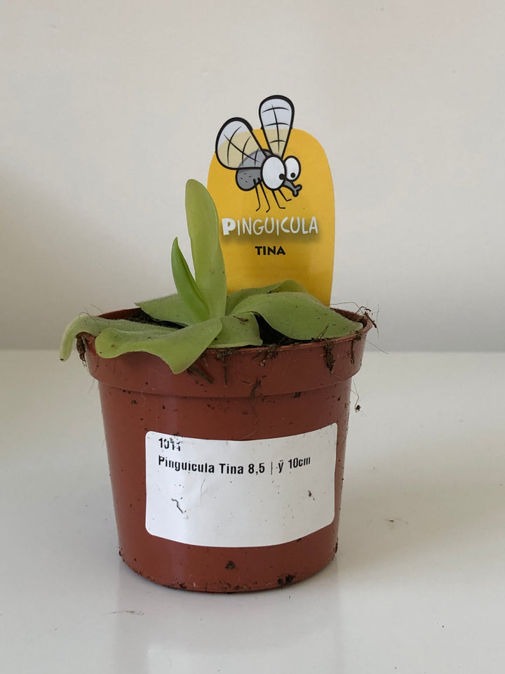 Pinguicula Tina