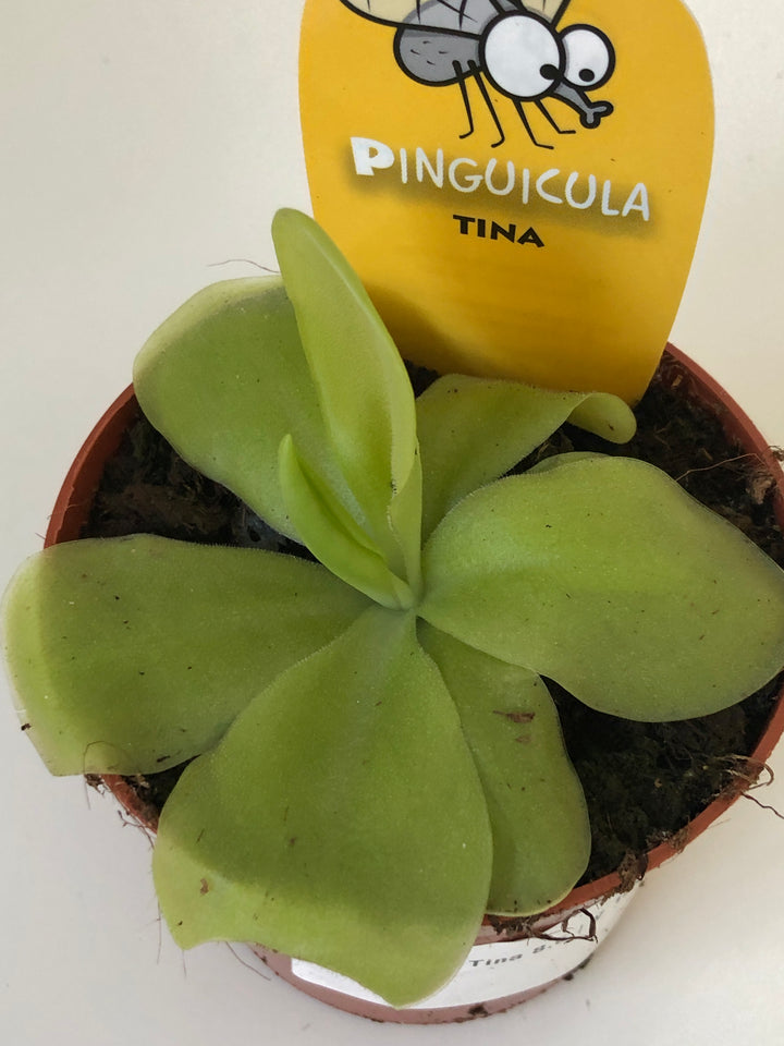 Pinguicula Tina