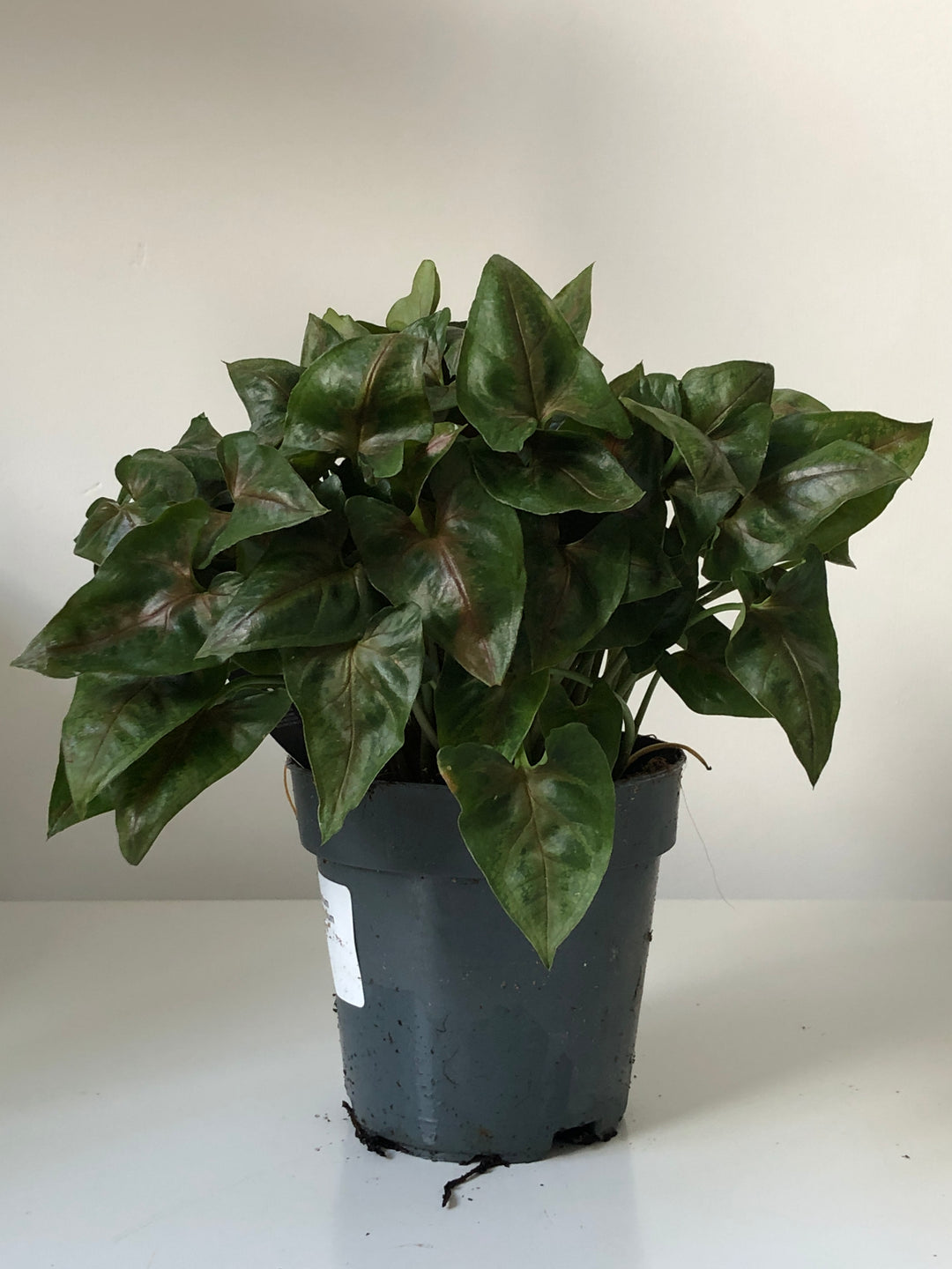 Syngonium Podophyllum 'Christmas'