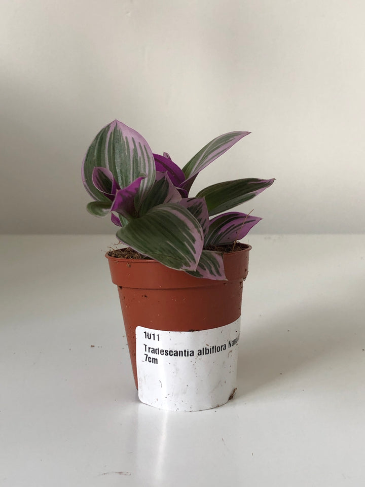 Tradescantia albiflora Nanouk