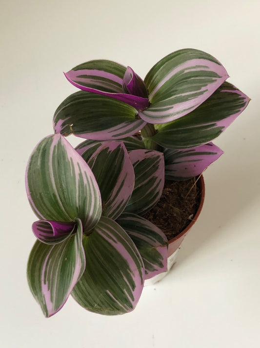 Tradescantia albiflora Nanouk