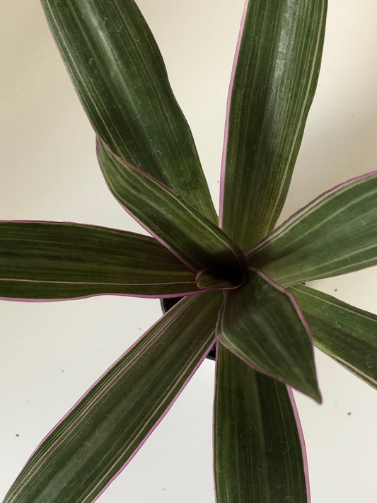 Tradescantia Rhoeo Spathacea - Moses in the Cradle