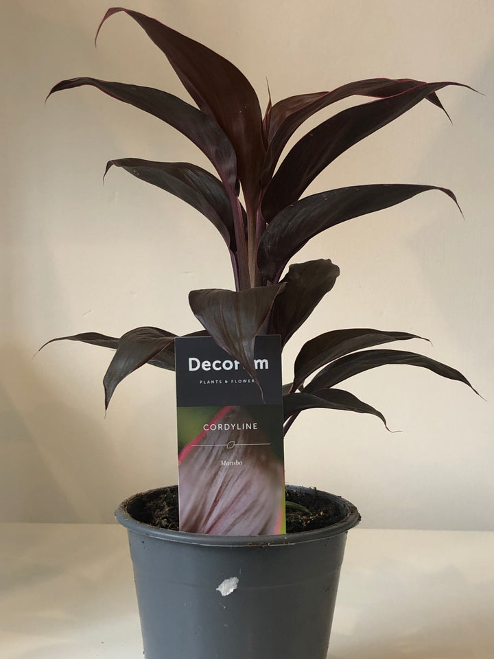 Cordyline