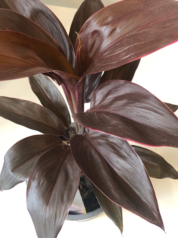 Cordyline