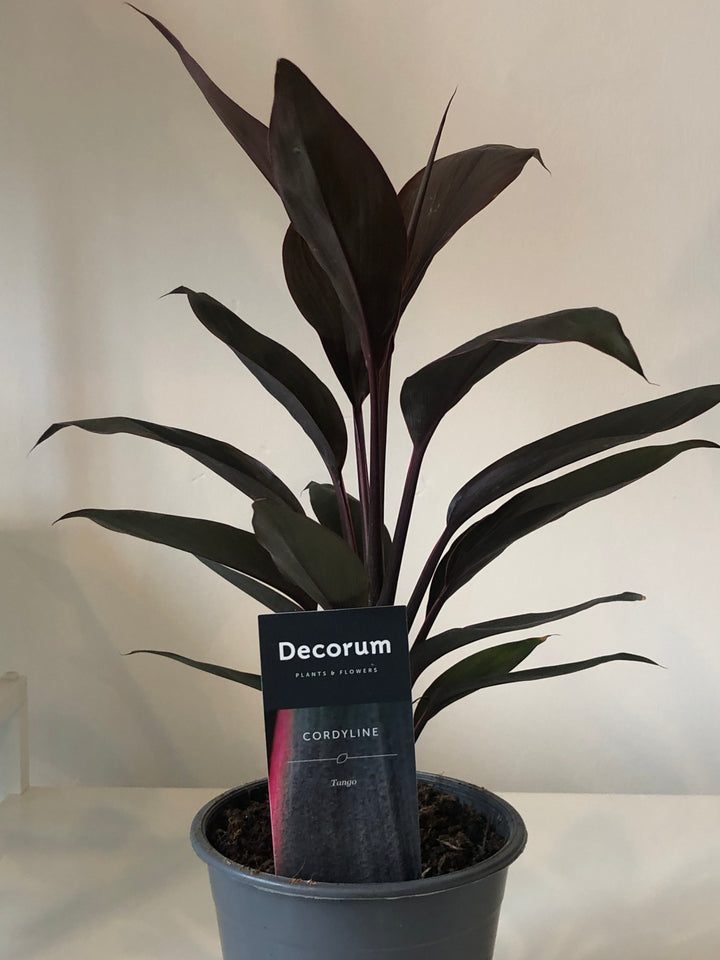 Cordyline