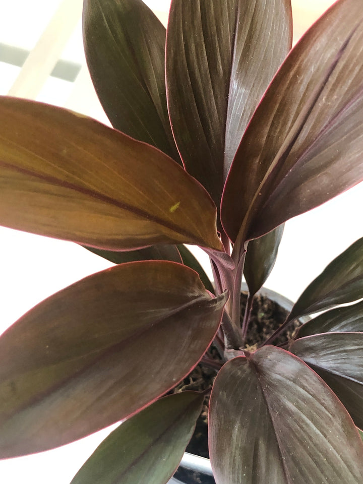 Cordyline