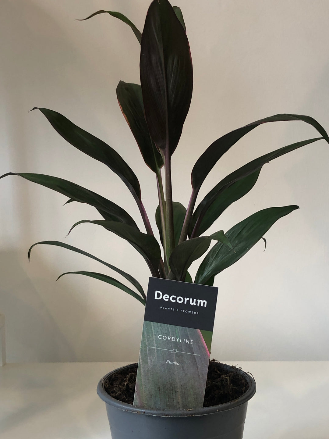 Cordyline