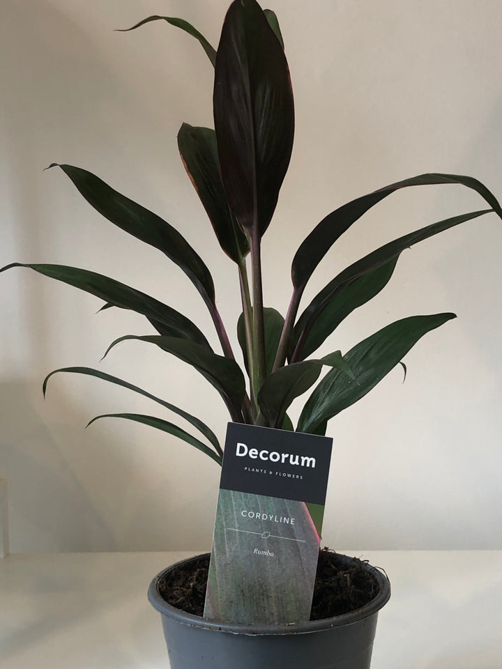 Cordyline