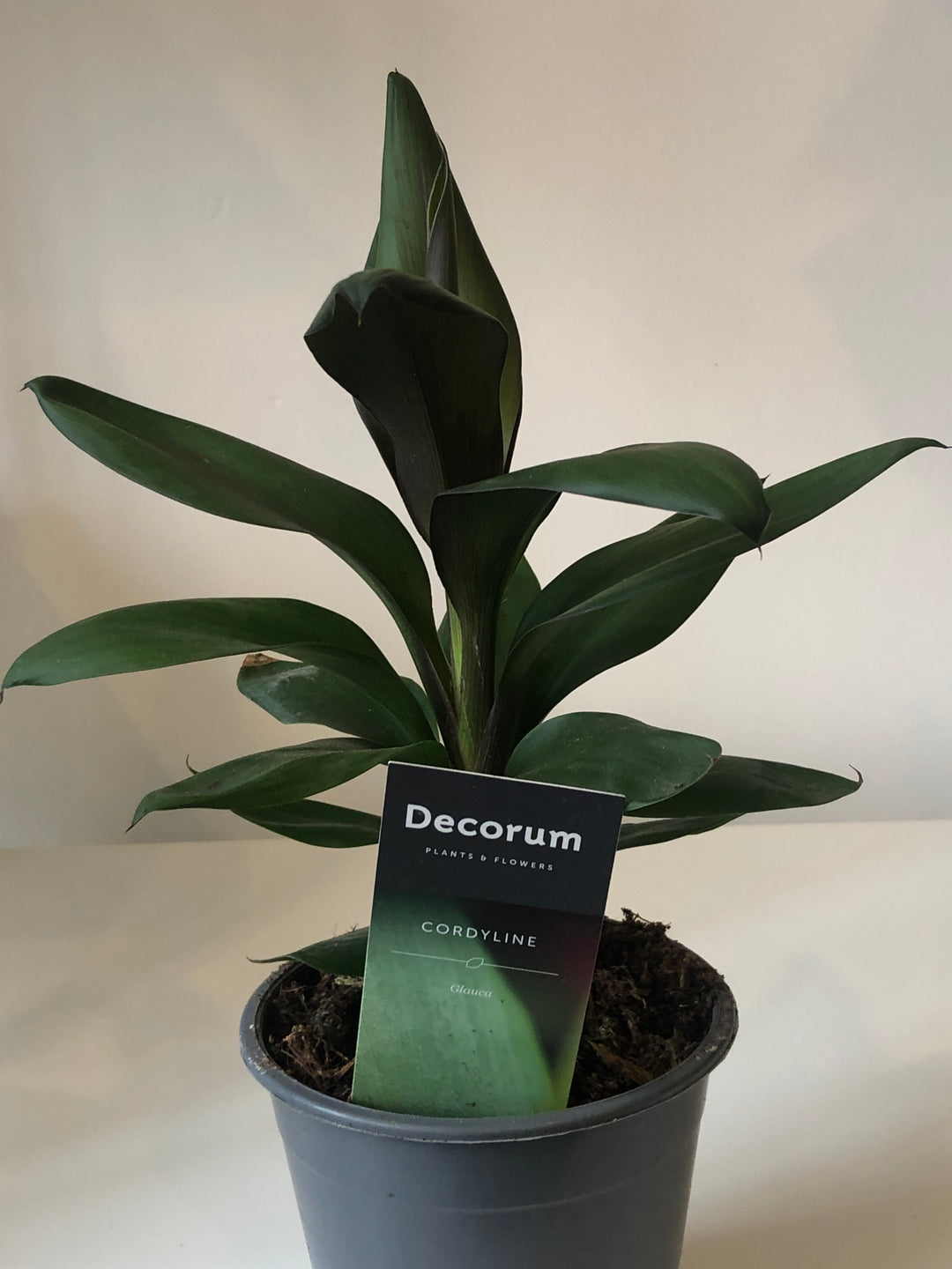 Cordyline