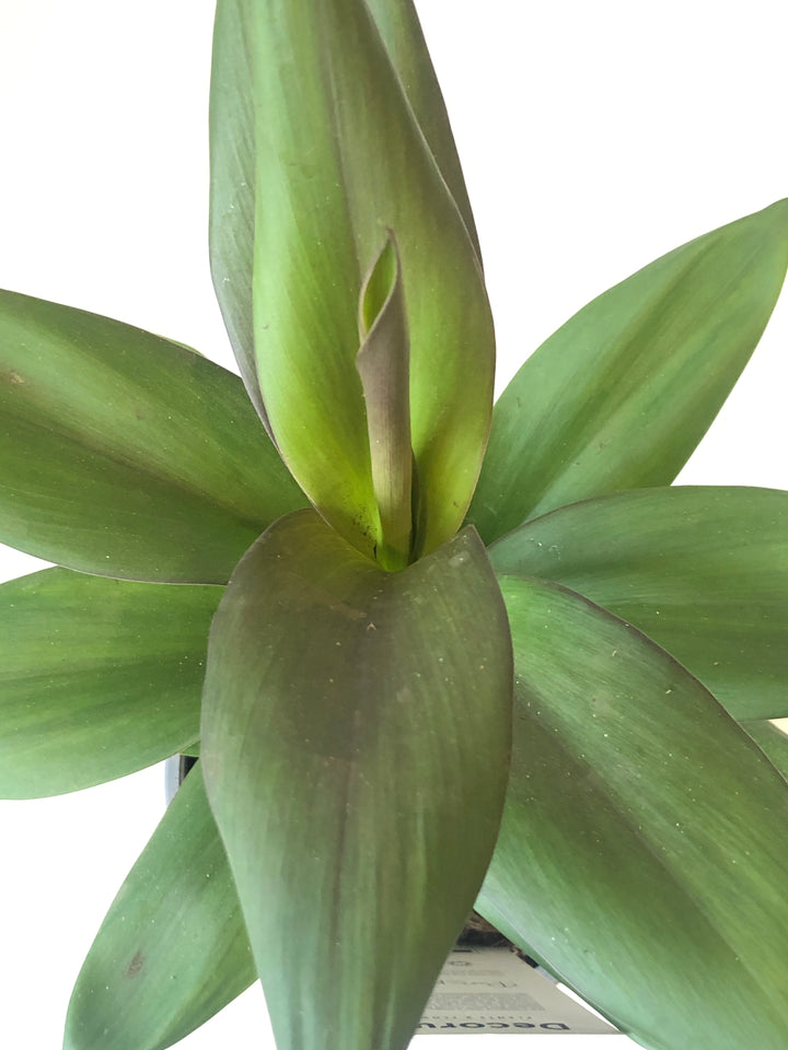 Cordyline