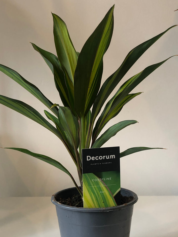 Cordyline