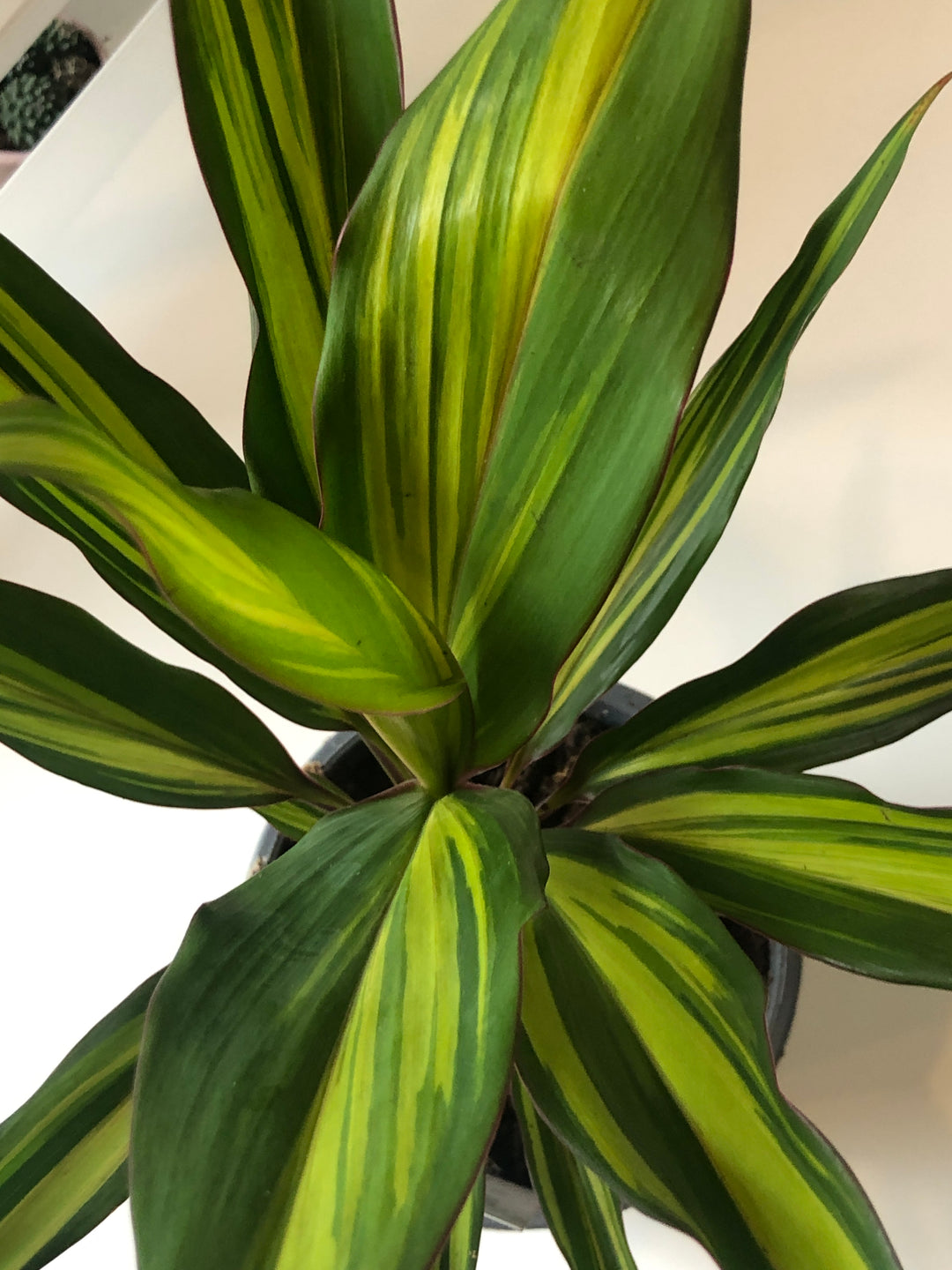 Cordyline