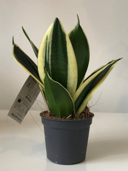 Sansevieria Hahnii - Baby Snake plant Mix