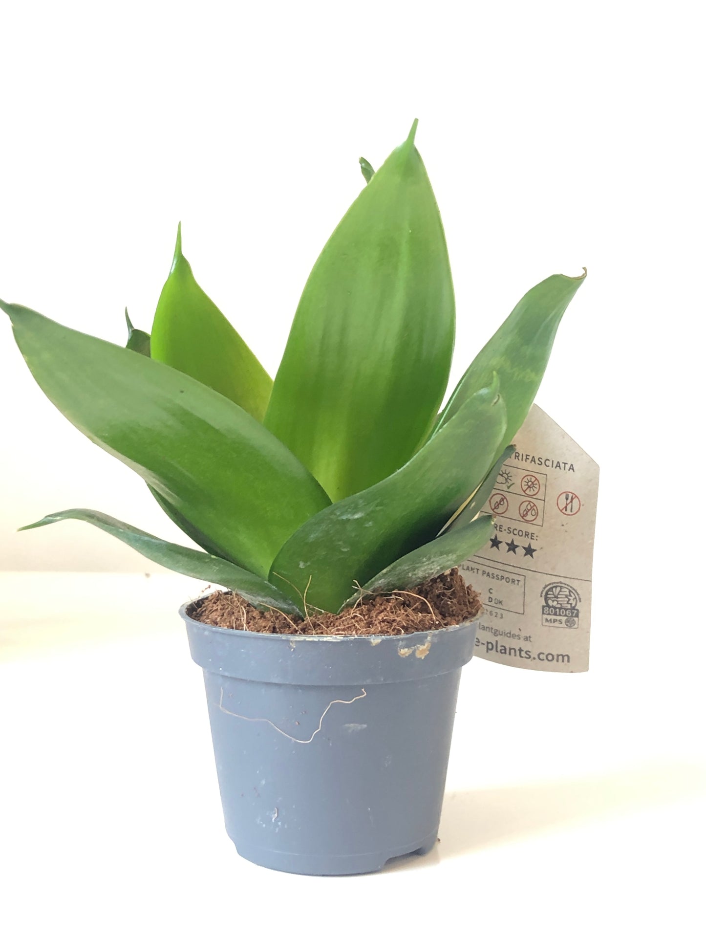 Sansevieria Hahnii - Baby Snake plant Mix