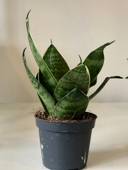 Sansevieria Hahnii - Baby Snake plant Mix