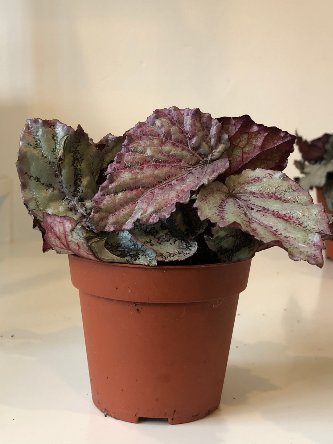 Begonia Rex
