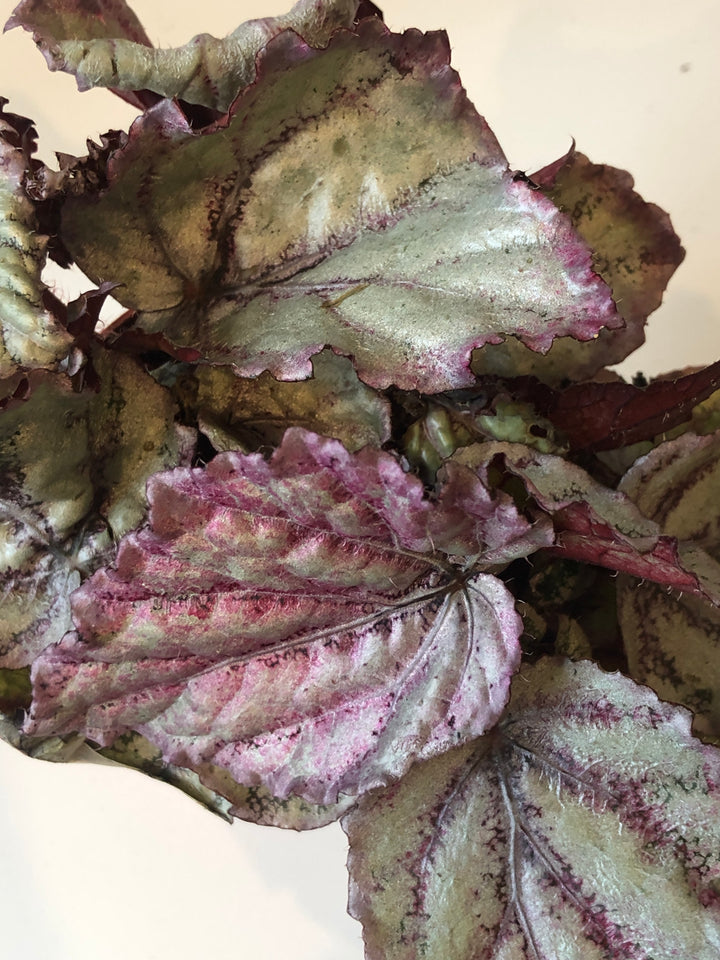 Begonia Rex