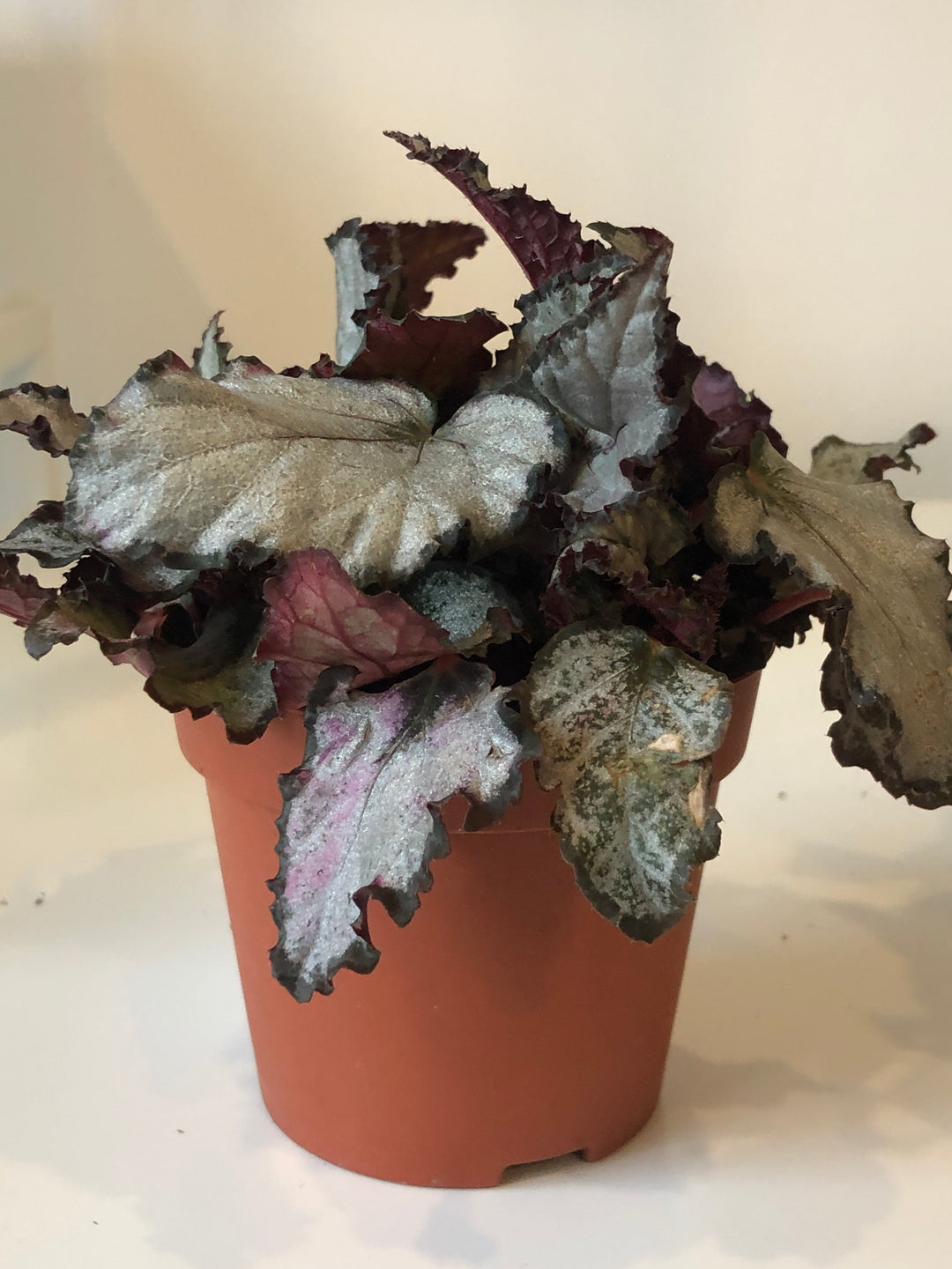 Begonia Rex