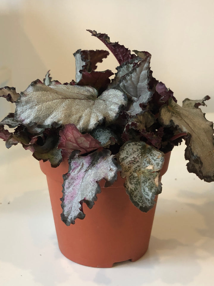Begonia Rex